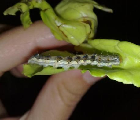 Identificazione larva: bruco di Helicoverpa armigera